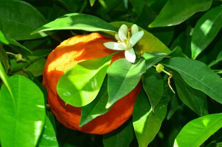 Zypern, die Blüte, die Knospe und die fertige Orangenfrucht 