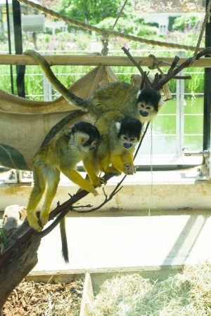 Herberstein Juli 2018