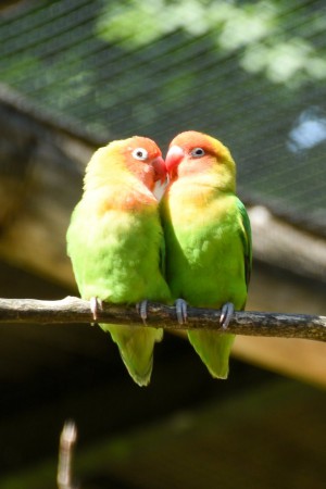 Herberstein Juli 2018