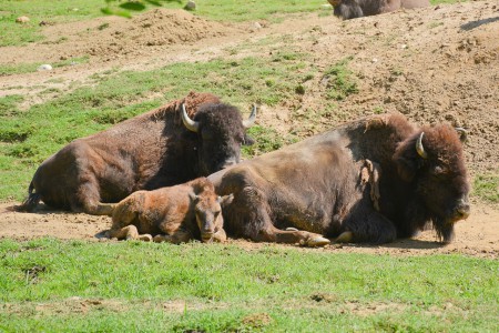 Herberstein Juli 2018